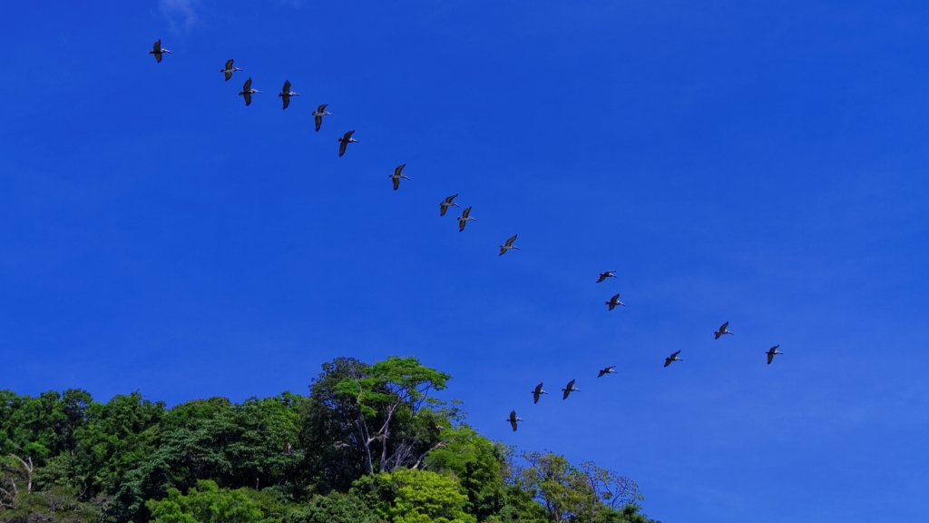 11 - Corcovado NP (20).jpg